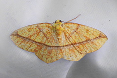 Periclina syctaria