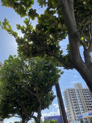 Palaquium