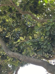 Palaquium