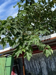 Broussonetia papyrifera