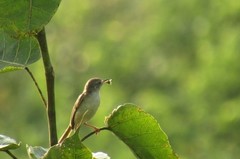 Prinia inornata