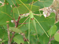 Acrometopa macropoda
