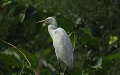 Bubulcus ibis