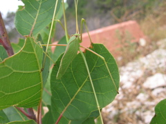 Acrometopa macropoda
