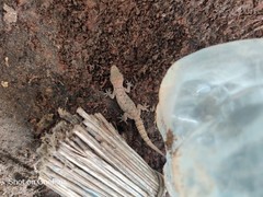 Hemidactylus murrayi