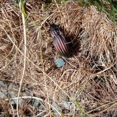 Carabus melancholicus