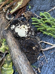 Lycoperdon compactum