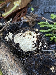 Lycoperdon compactum