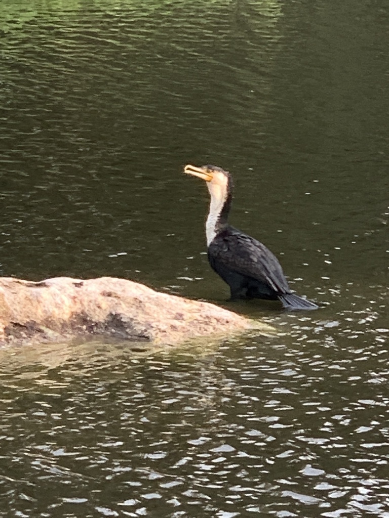 Great Cormorant from Spier Wine Farm, Stellenbosch, WC, ZA on May 18