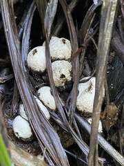 Lycoperdon compactum