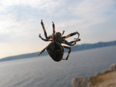 Araneus circe