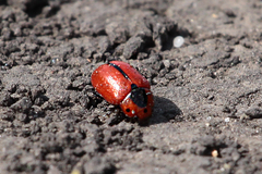 Entomoscelis suturalis