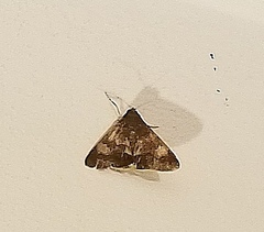 Melipotis fasciolaris