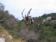 Araneus circe