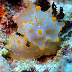 Halgerda malesso