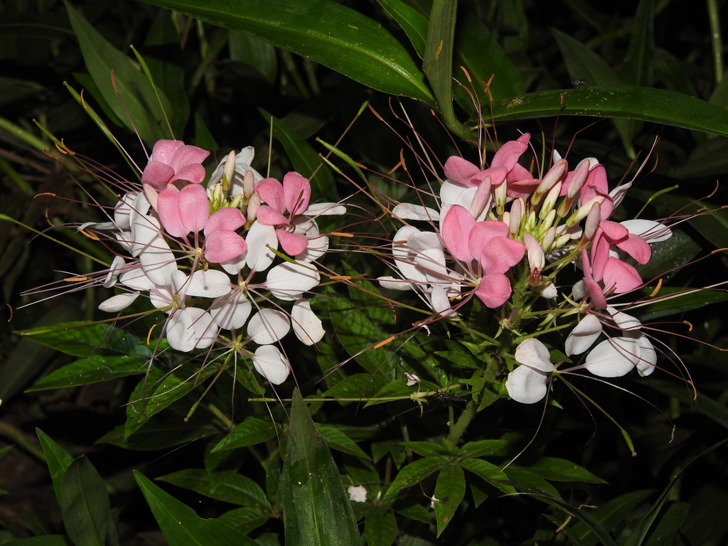 Spider flower