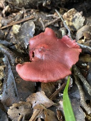 Cortinarius cardinalis