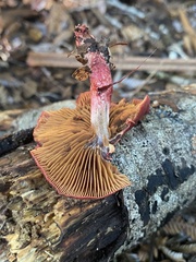 Cortinarius cardinalis