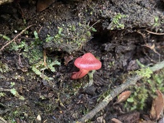 Cortinarius cardinalis