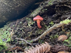 Cortinarius cardinalis