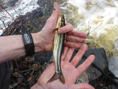 Mylocheilus caurinus