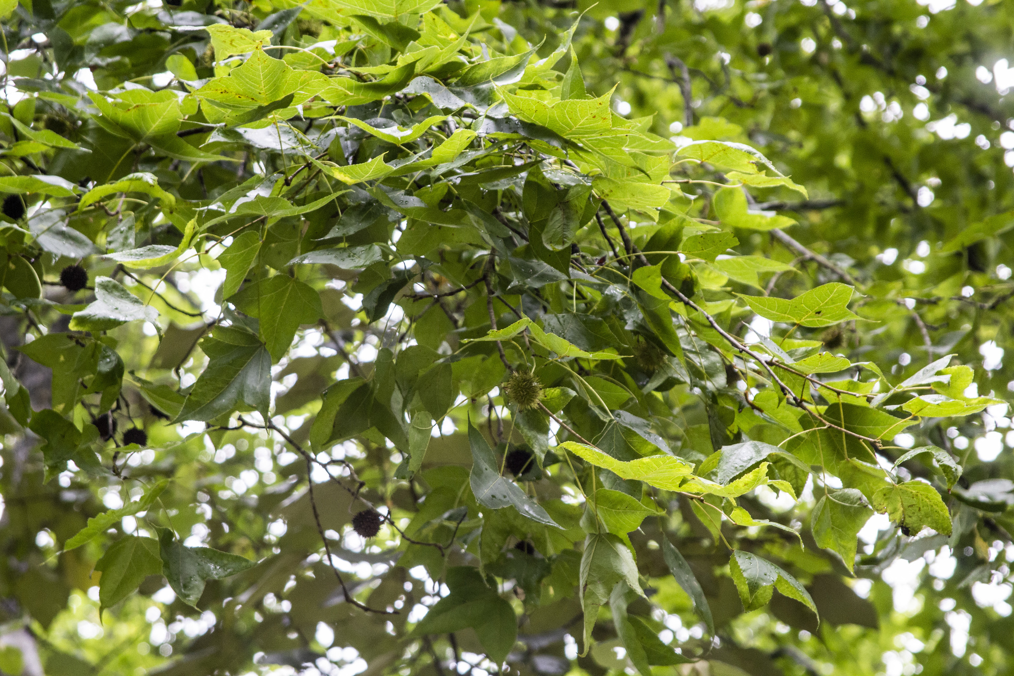Liquidambar formosana — ảnh 3
