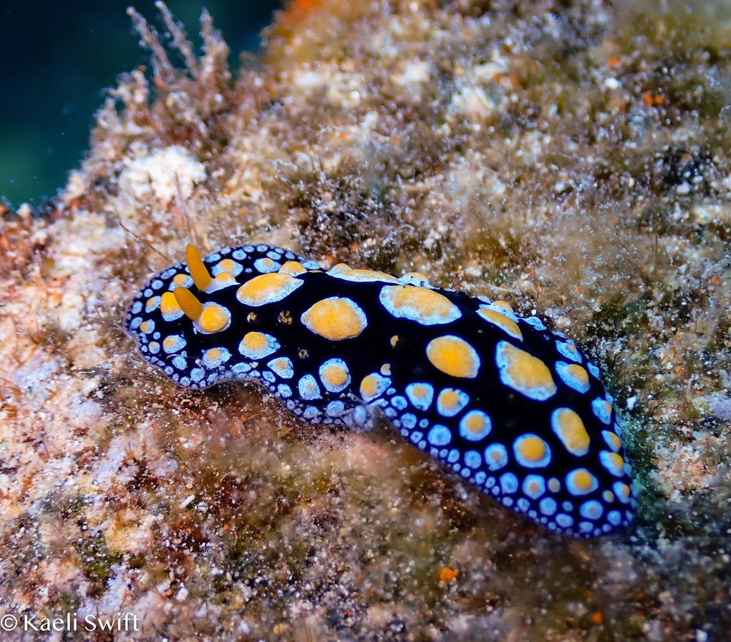Phyllidia guamensis