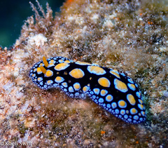 Phyllidia guamensis