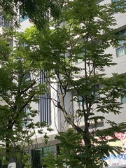 Koelreuteria elegans