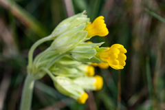 Primula veris veris