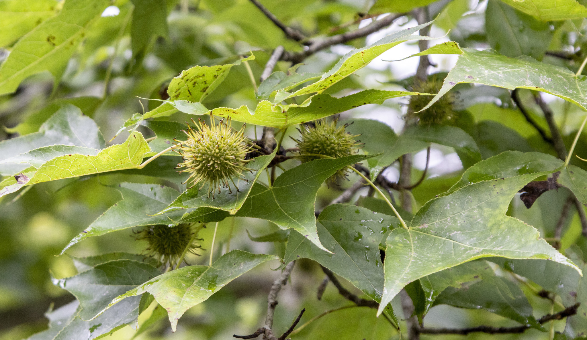 Liquidambar formosana — ảnh 2
