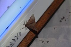 Adalbertia castiliaria