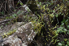 Dendrobium densiflorum