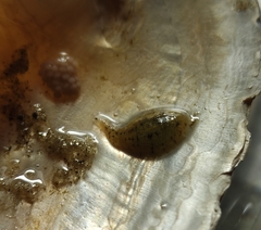 Glossiphonia complanata