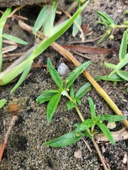 Oldenlandia corymbosa