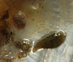 Glossiphonia complanata