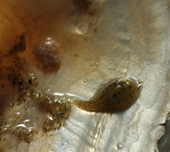 Glossiphonia complanata