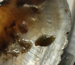 Glossiphonia complanata