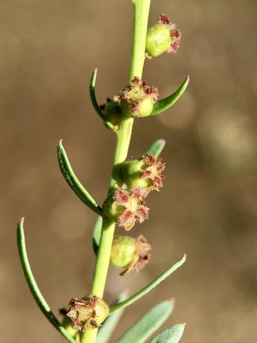 Haloragis glauca