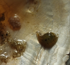 Glossiphonia complanata