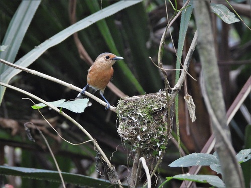 Tinian Monarch (Monarcha takatsukasae), photo 6