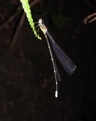 Esme mudiensis