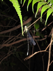 Esme mudiensis