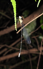 Esme mudiensis