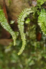 Cyathophorum bulbosum
