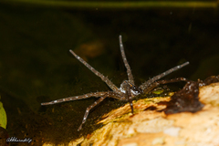 Dolomedes mizhoanus