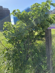 Broussonetia papyrifera