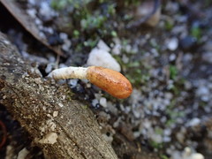 Cordyceps meneristitis