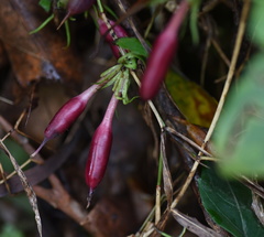 Tripterospermum nienkui