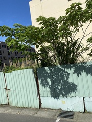 Broussonetia papyrifera